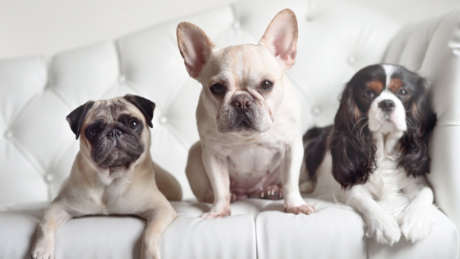 CBA球队战术多样化 比赛观赏性提升,cba常用战术