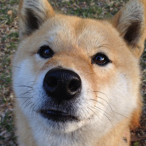 中国男篮计划引入心理顾问 调整大赛压力应对机制,中国男篮要求