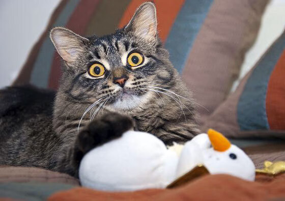 冲刺阶段划频加快，竞争力提升，冲刺阶段怎么做