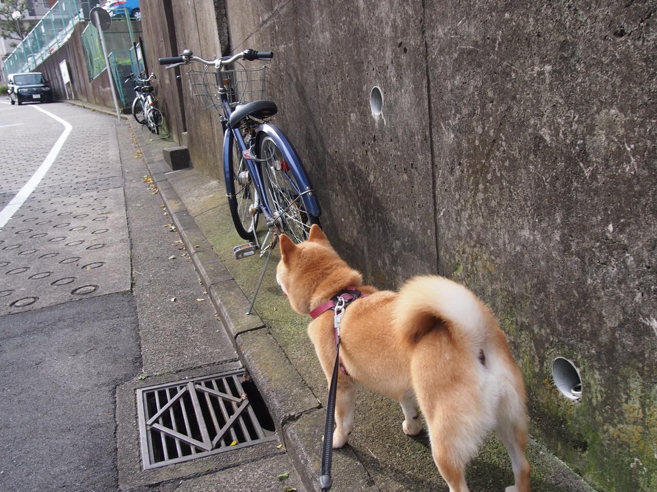 博卡射门欲望不强，起脚犹豫，博卡vs