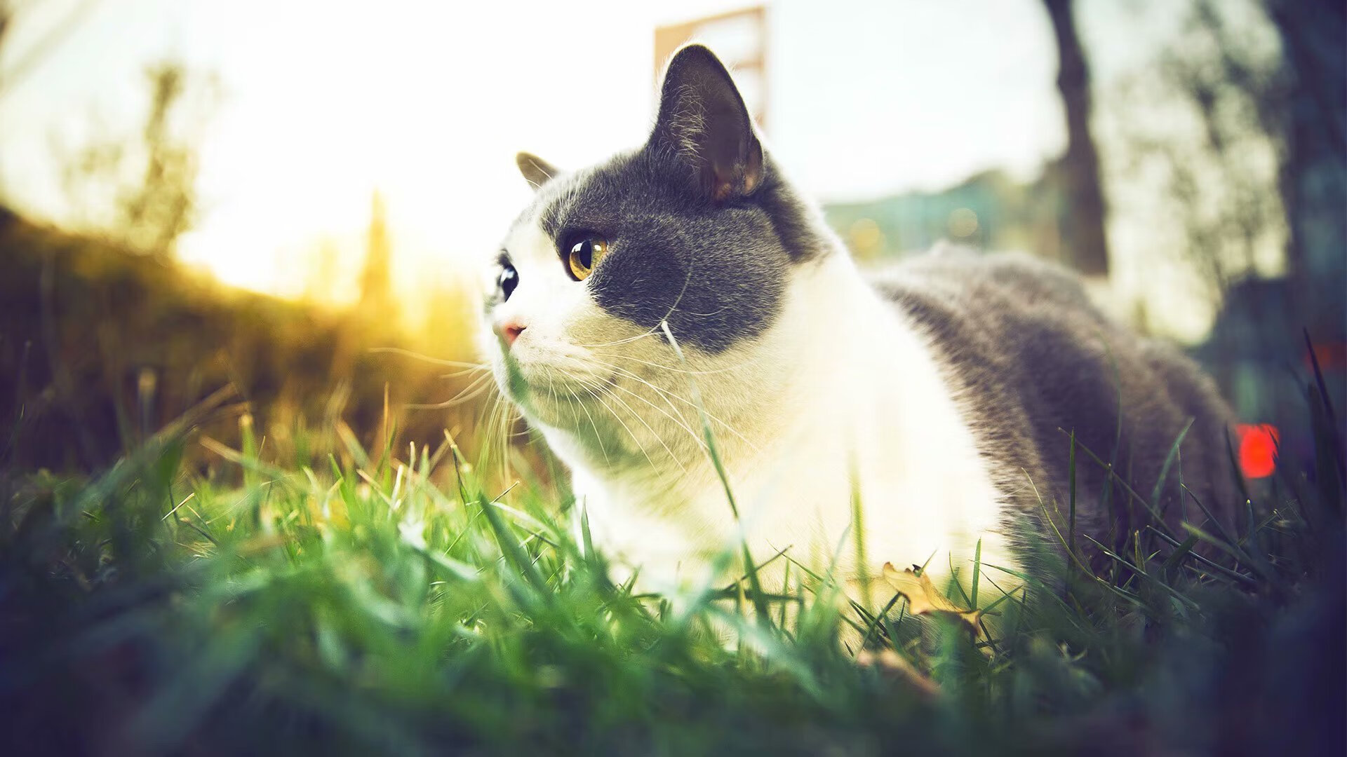 乐鱼app-南非男篮在非洲锦标赛中夺冠，体育影响力不断扩大，非洲男篮锦标赛比分