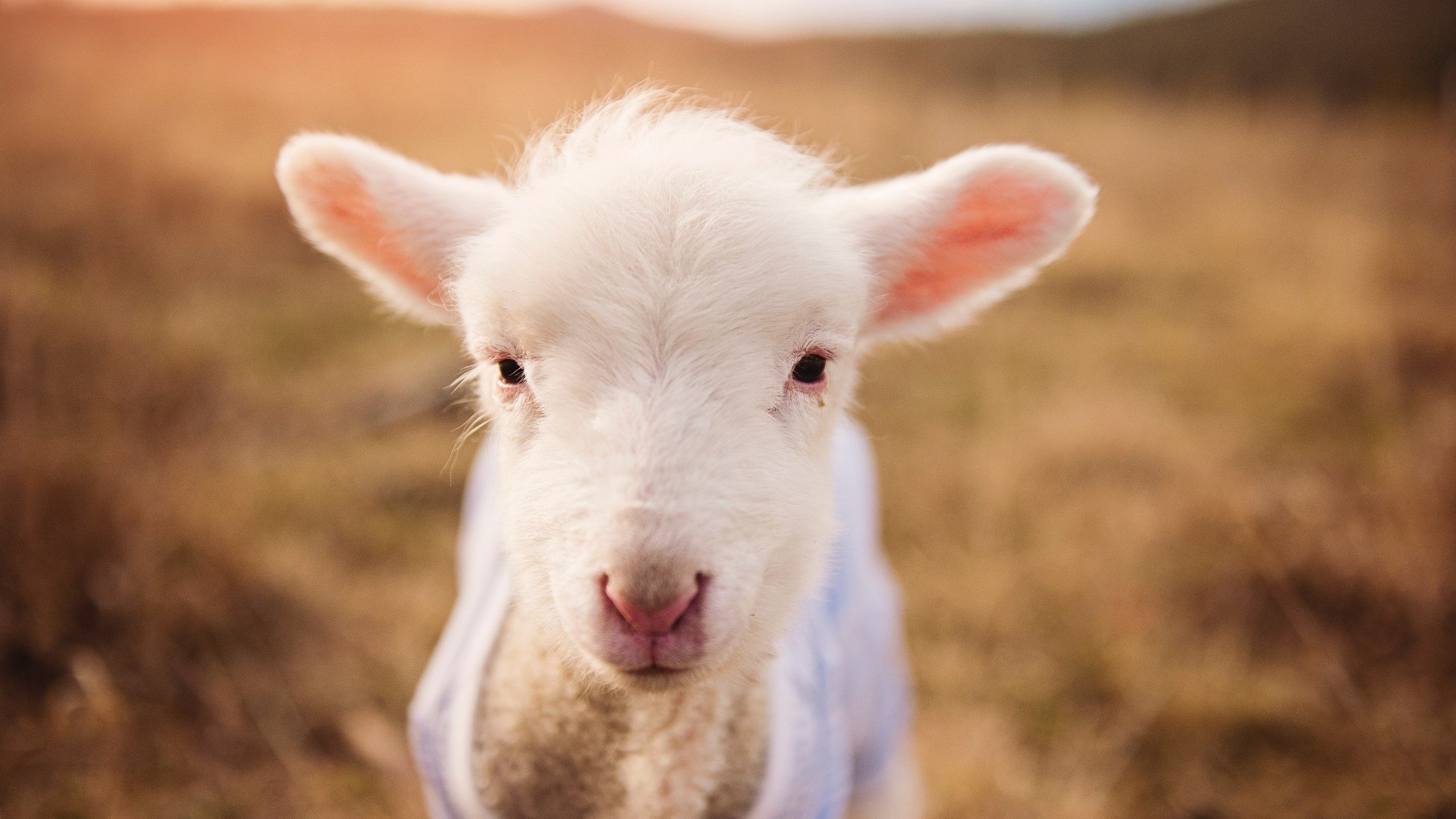 国家体育总局批准新设九所体育专项高校试点,国家体育类院校总局