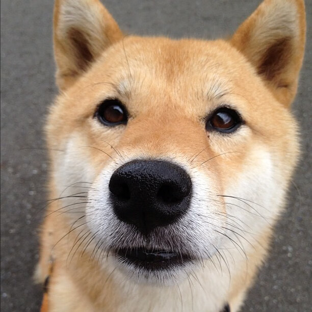 掘金主力中锋隔离后归队苦练,掘金主力后卫