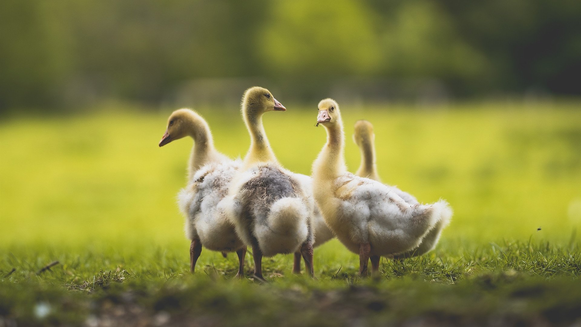 乐鱼体育在线官网-绿色低碳装备在青少年足球中推广，践行绿色发展理念，绿色低碳行动方案