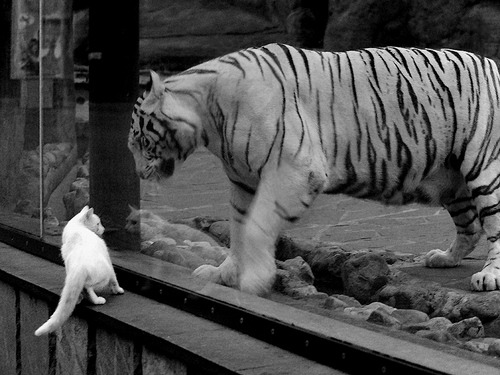 乐鱼体育在线下载-黎巴嫩男篮在西亚锦标赛中拼搏不止，冲击奥运席位，男篮黎巴嫩冲突视频